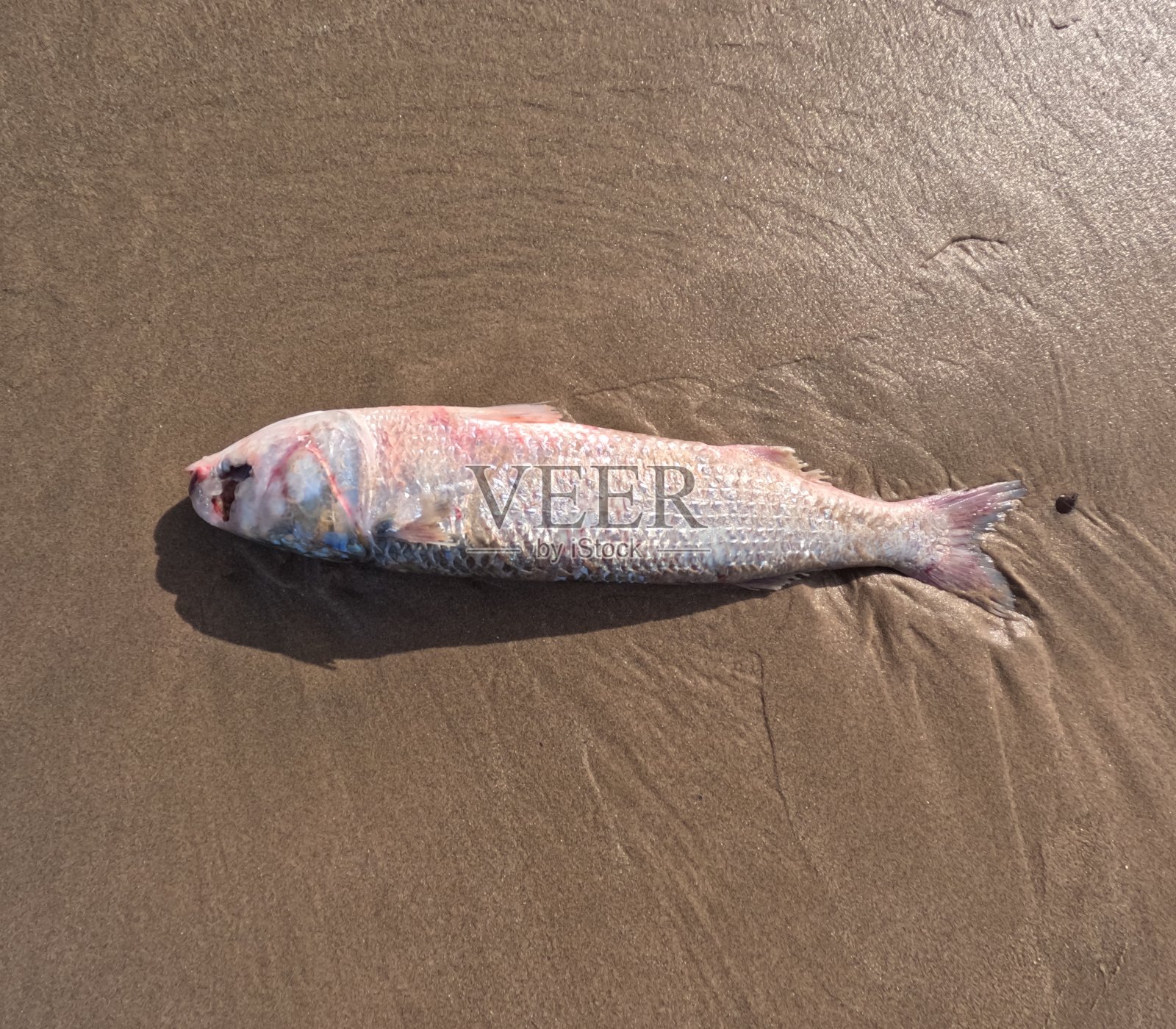 环境危机:死鱼被污染的海洋冲上岸。照片摄影图片