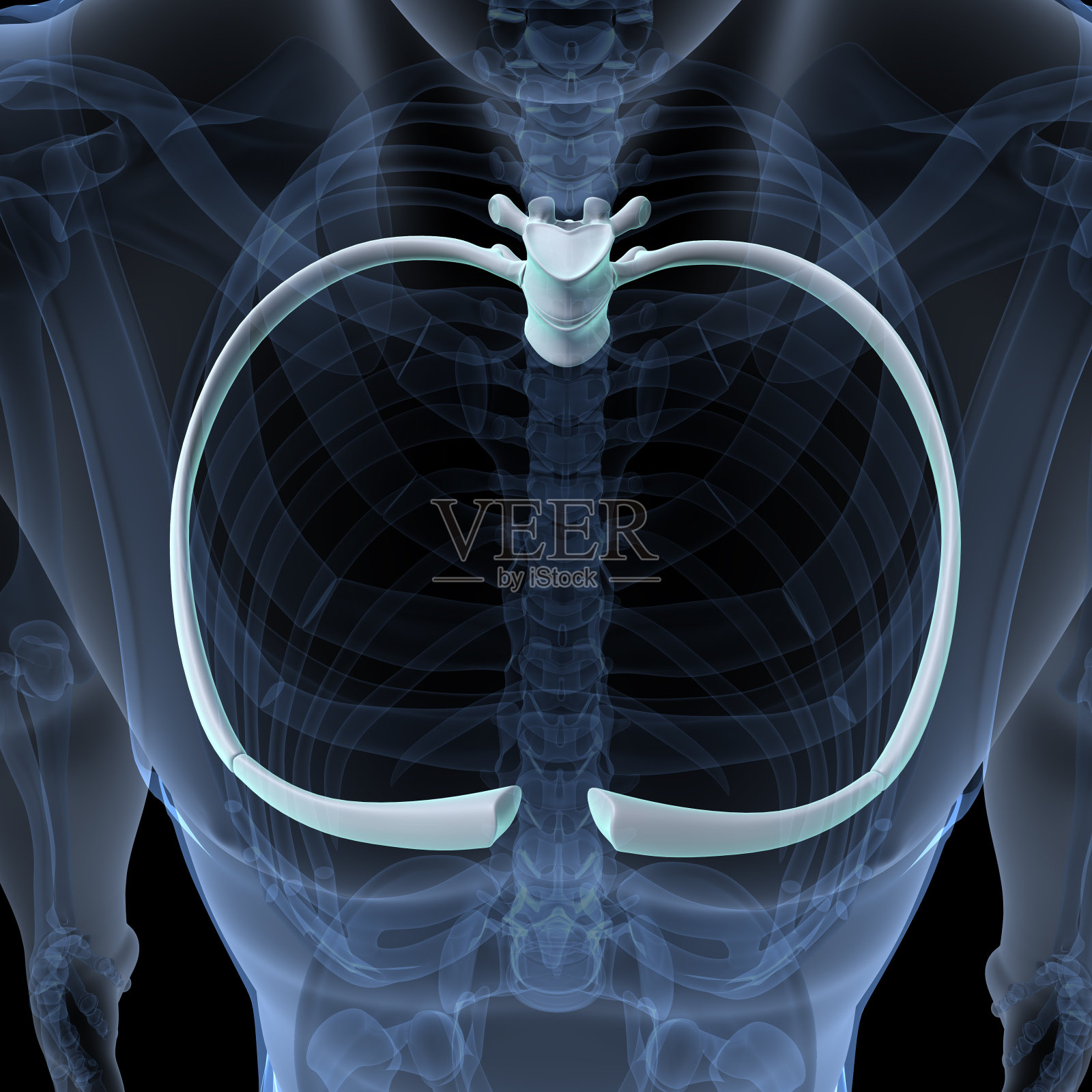 男性人体骨骼，肋骨，胸骨，腐殖质和腰椎名副其实的解剖系统。三维演示照片摄影图片