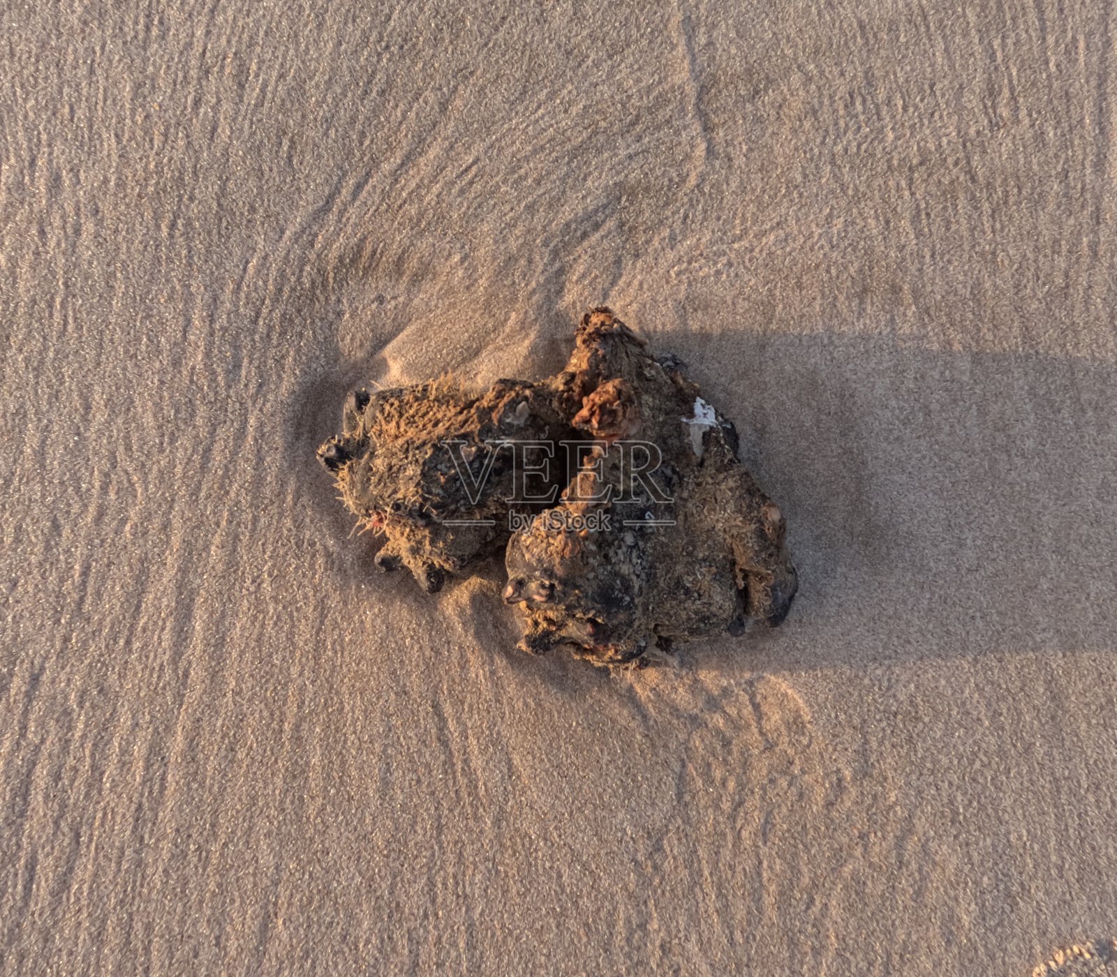 海土豆。照片摄影图片