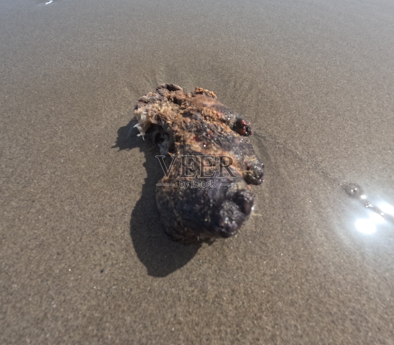 海土豆。照片摄影图片