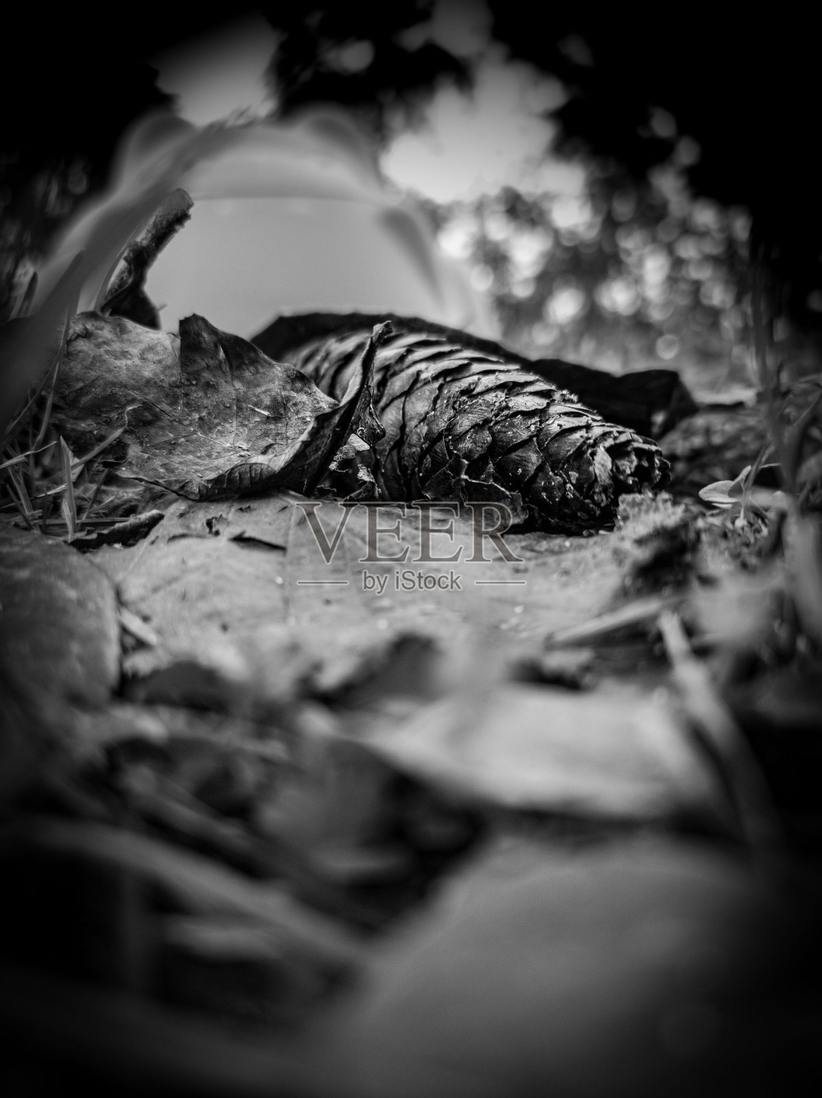 一块食物躺在地上的草地上照片摄影图片