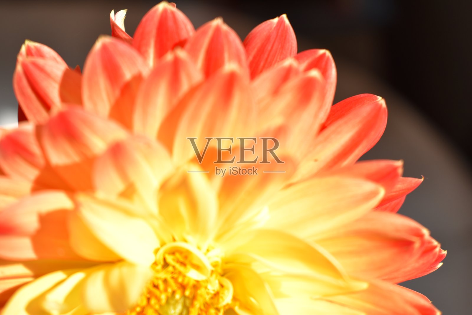 一朵明亮的大丽花的一部分。照片摄影图片