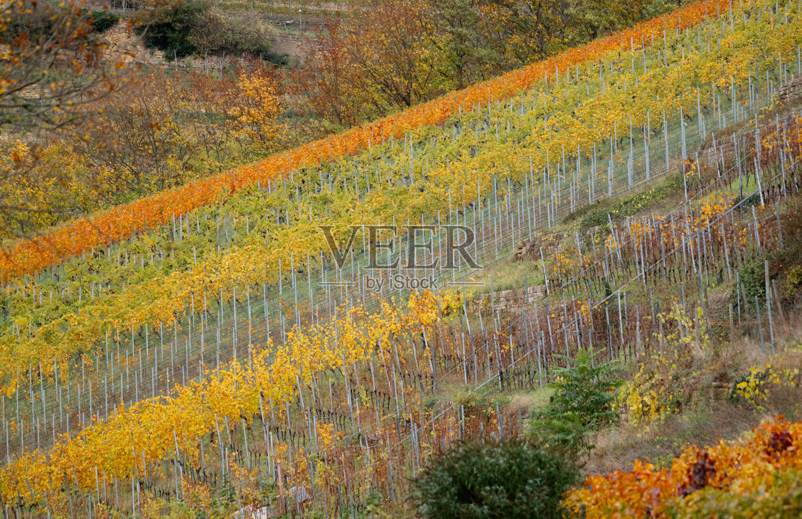 秋天的葡萄藤颜色鲜艳照片摄影图片
