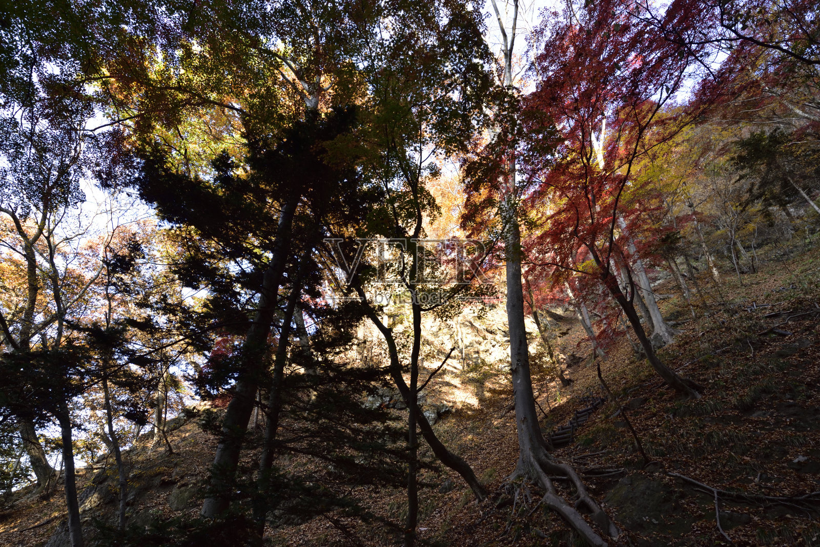 攀登岩壁山，群马县，日本照片摄影图片
