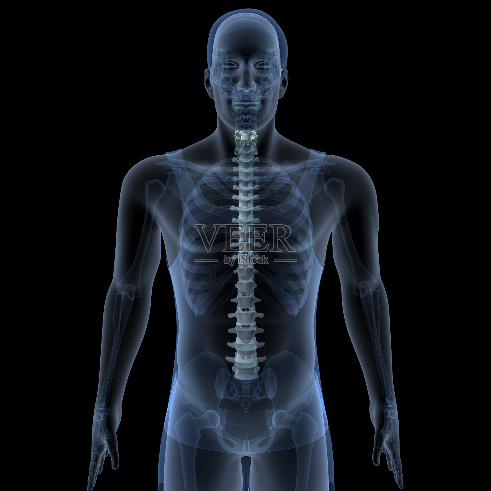 男性人体骨骼，肋骨，胸骨，腐殖质和腰椎名副其实的解剖系统。三维演示照片摄影图片