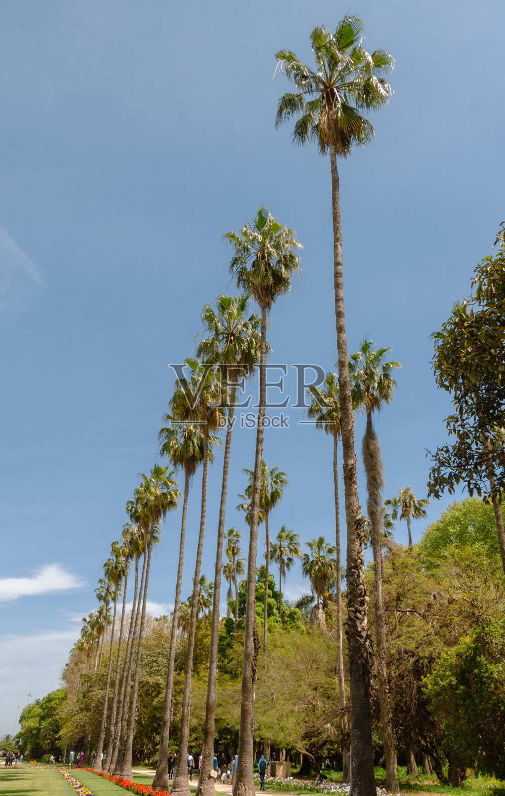 Roystonea oleracea，有时被称为加勒比皇家棕榈，棕榈，帝国棕榈或卷心菜棕榈。花园d'Essai:测试花园Hamma，阿尔及尔，阿尔及利亚。照片摄影图片