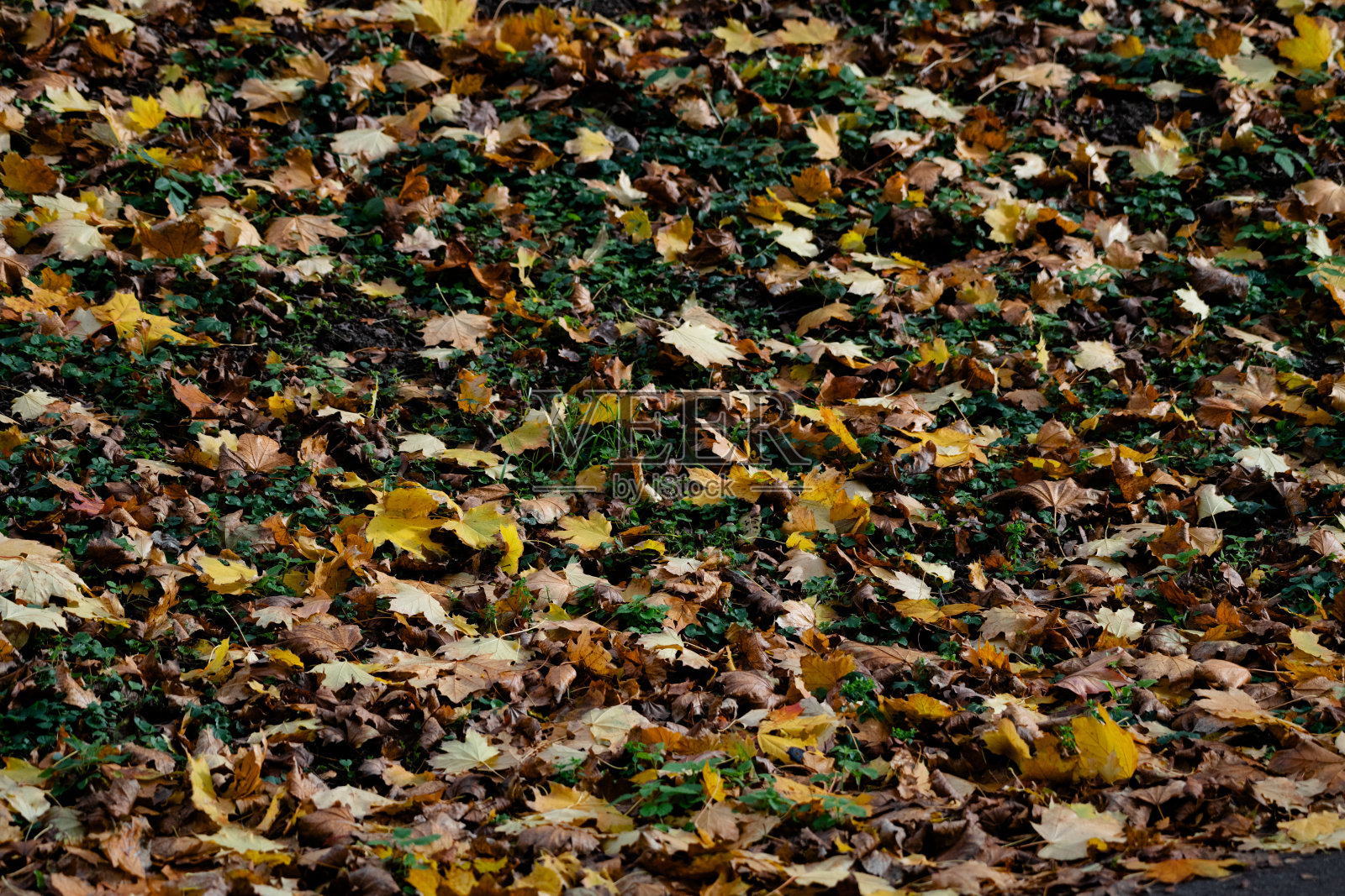 干树叶躺在草地上照片摄影图片