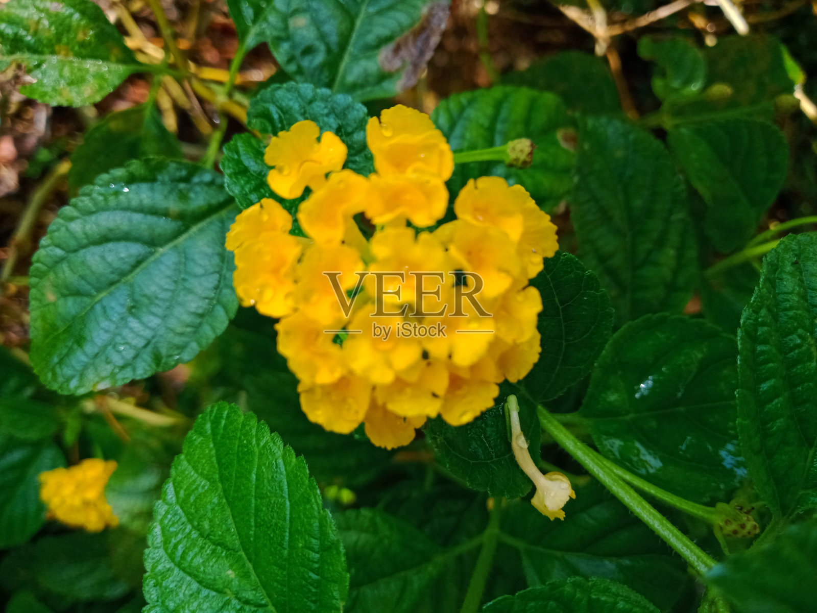 美丽的黄灯笼花和雨后的绿叶照片摄影图片