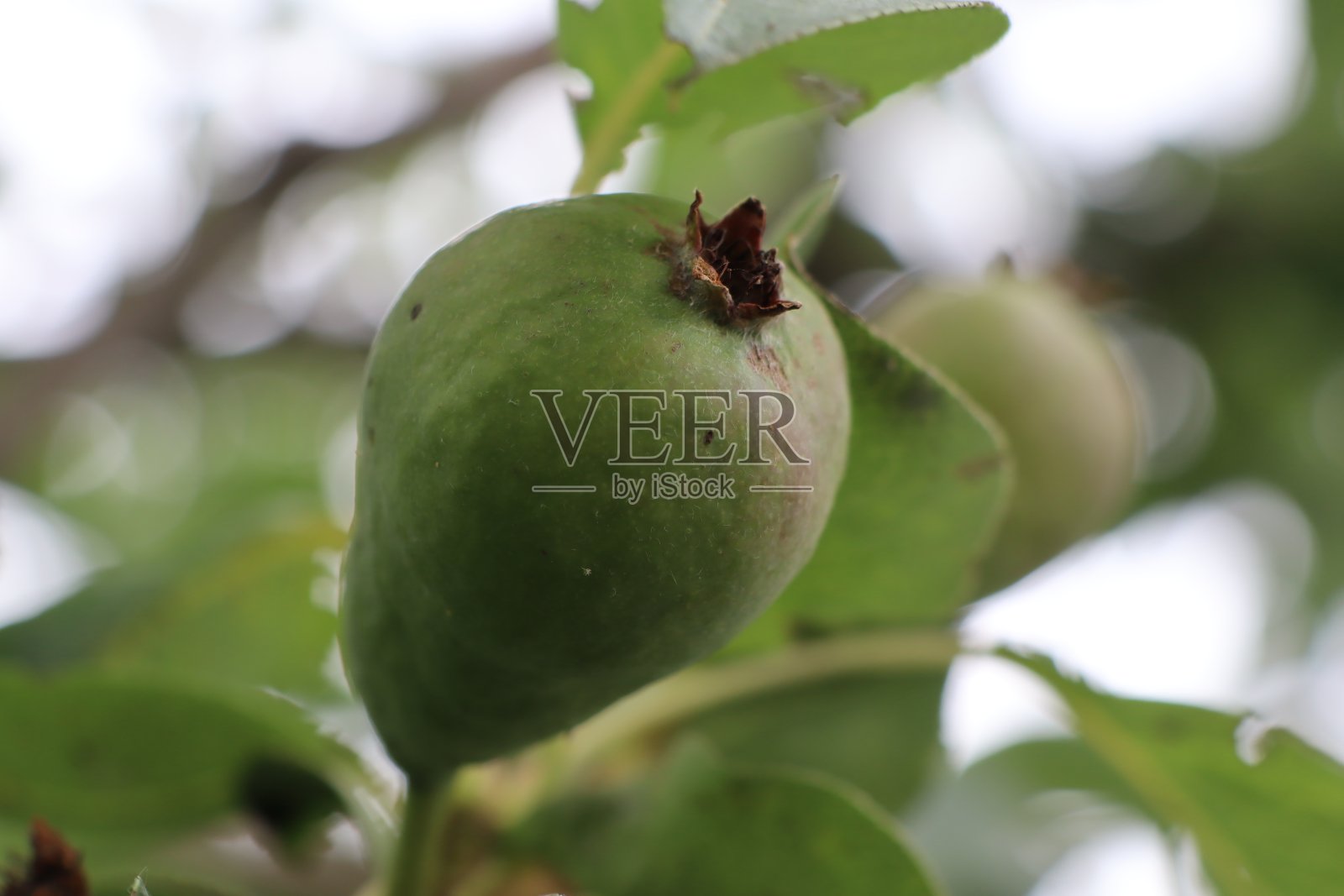 青青的梨子，在树叶的映衬下，还未成熟的果实，在夏天的树上成熟照片摄影图片