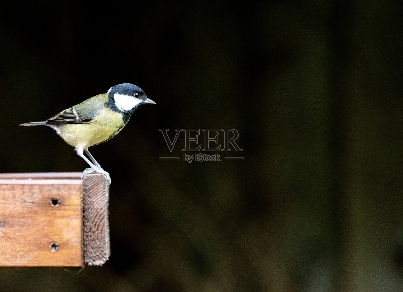 大山雀照片摄影图片
