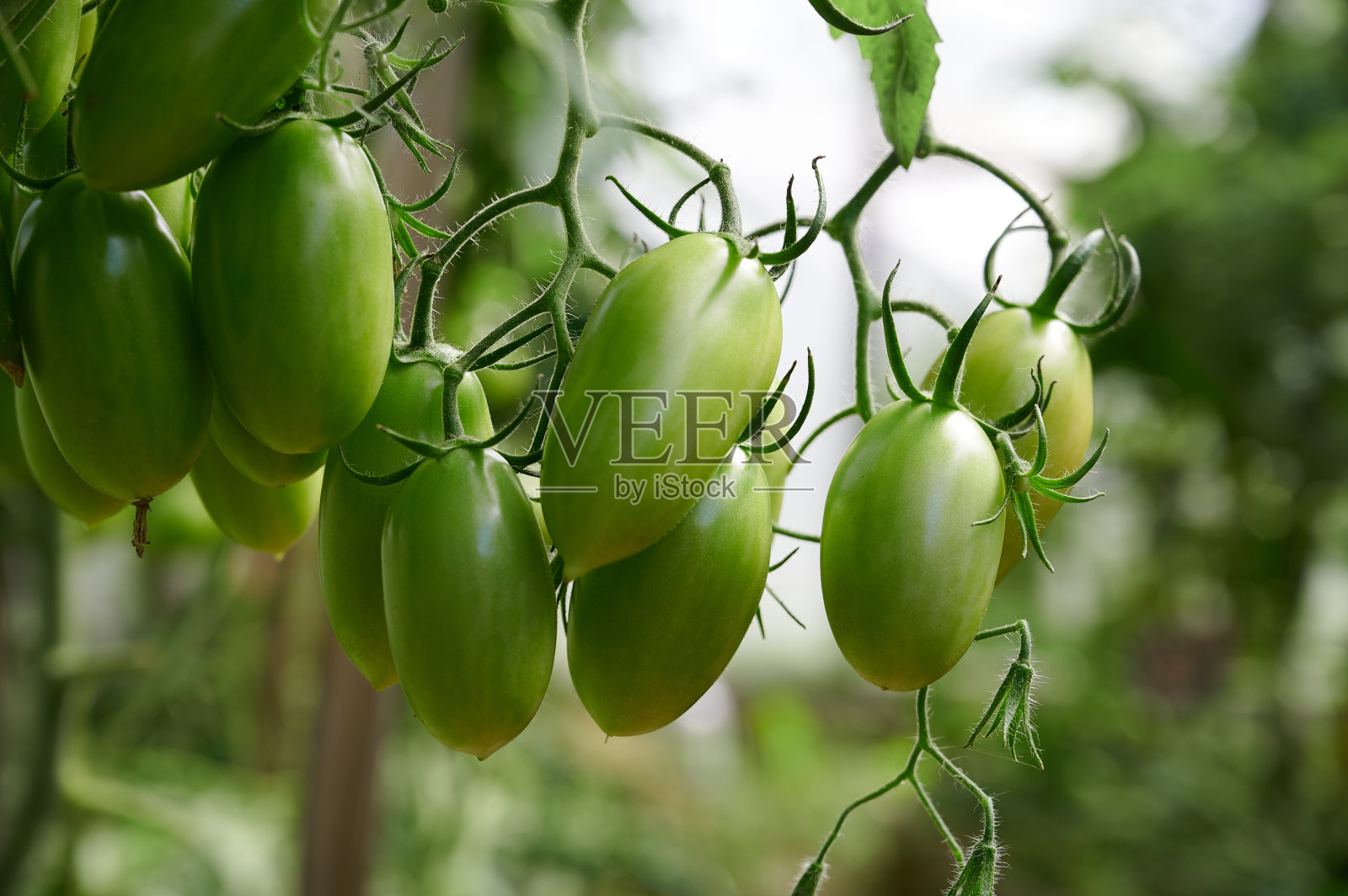 温室里长在树枝上的绿番茄。背景模糊。照片摄影图片