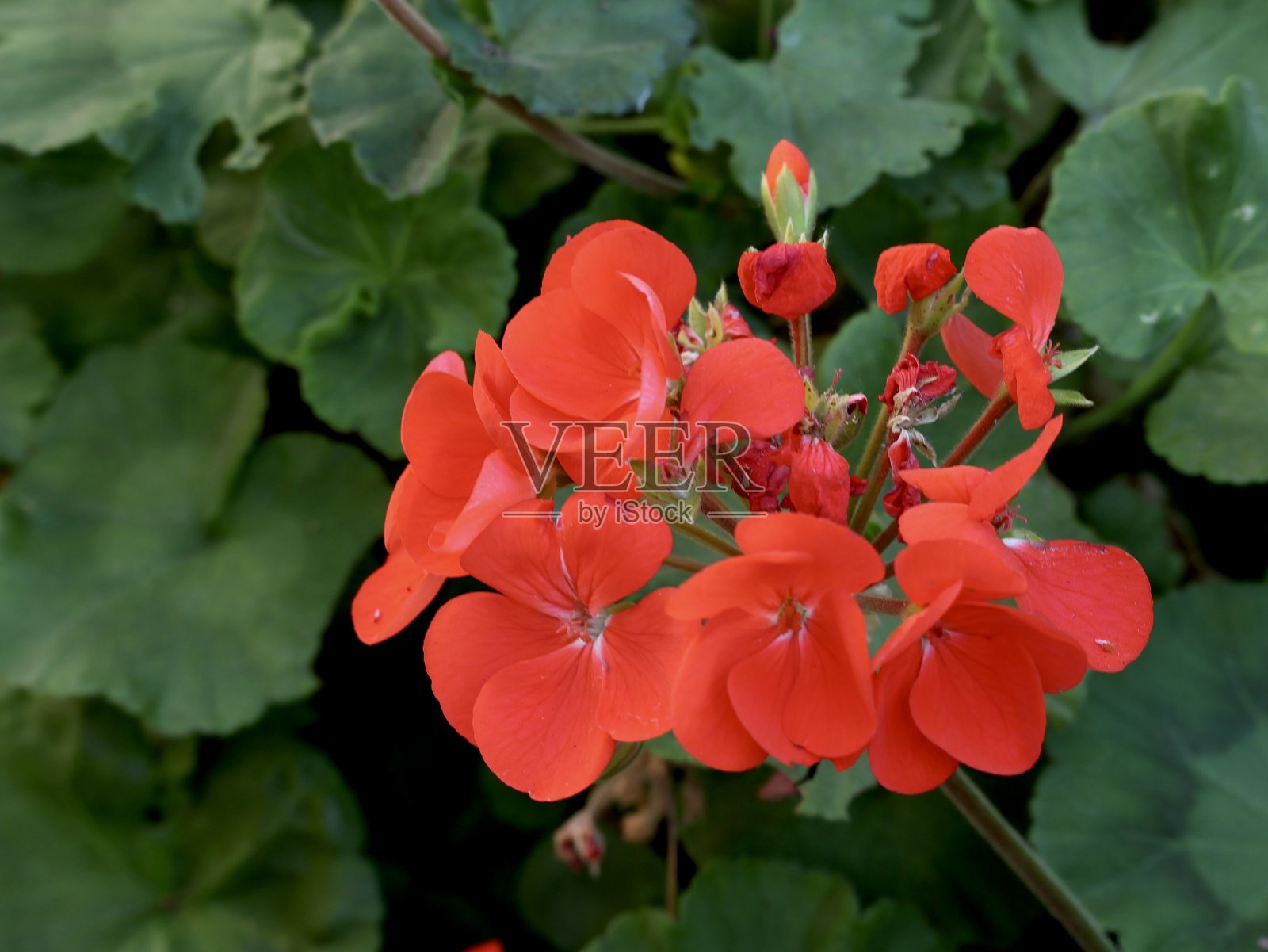 红色天竺葵照片摄影图片