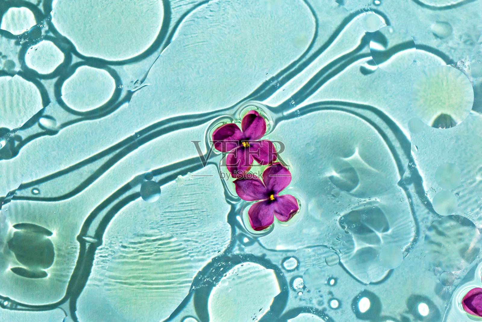 两朵小小的丁香花浸在有油渍的水中照片摄影图片