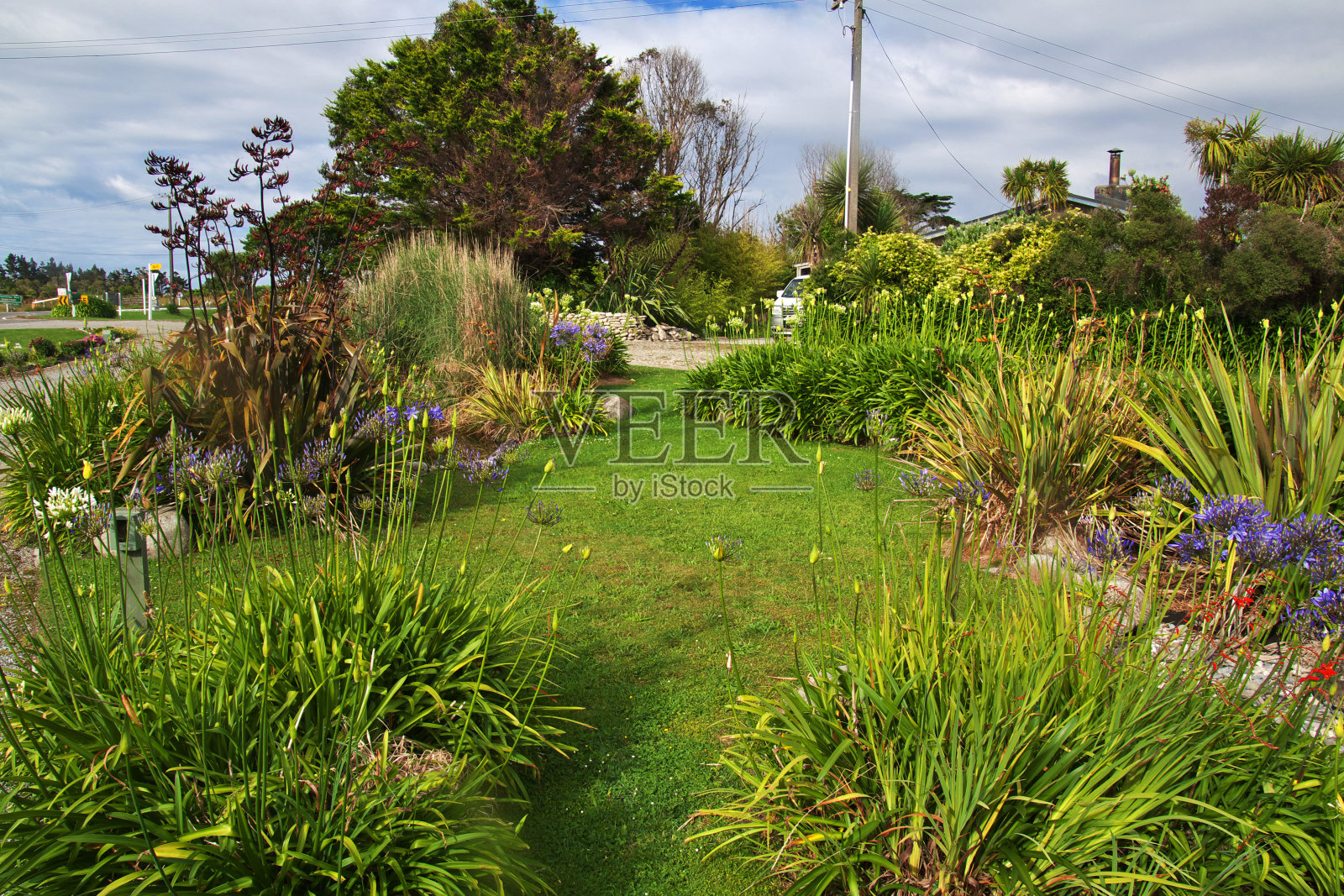 新西兰南岛西海岸的花朵照片摄影图片