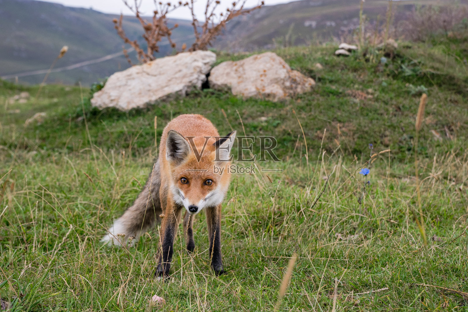 近距离观察草地上深色腿的野生红狐。高加索地区、俄罗斯照片摄影图片