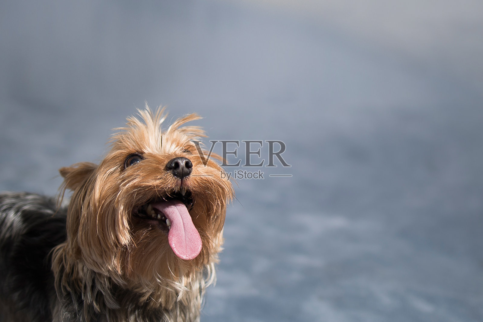 一只有趣的小约克梗狗的肖像，上面空着一段文字照片摄影图片