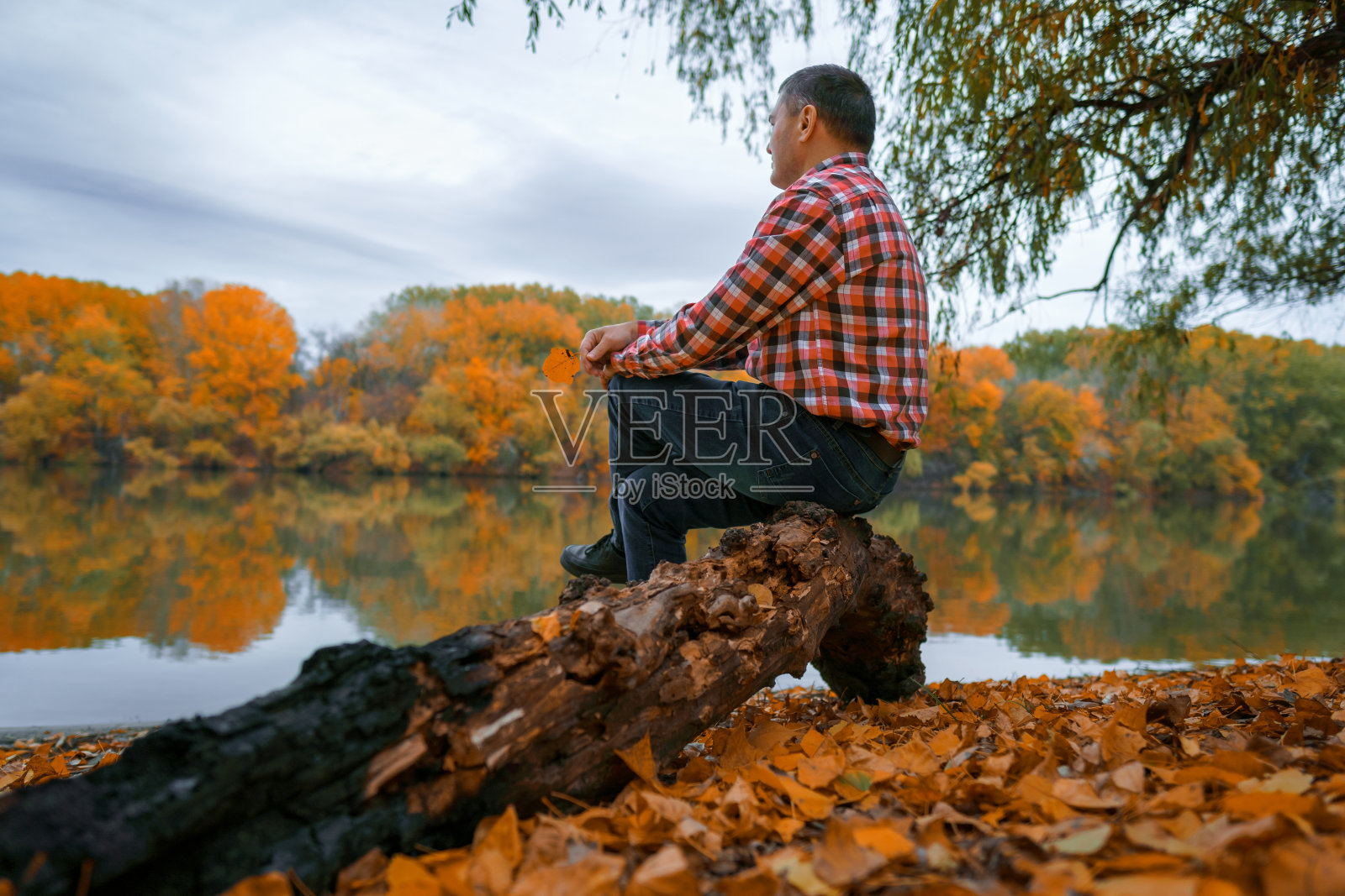 一个人坐在河边的圆木上欣赏风景，秋天美丽的大自然，嫩黄的河水和森林，傍晚多云的天空照片摄影图片