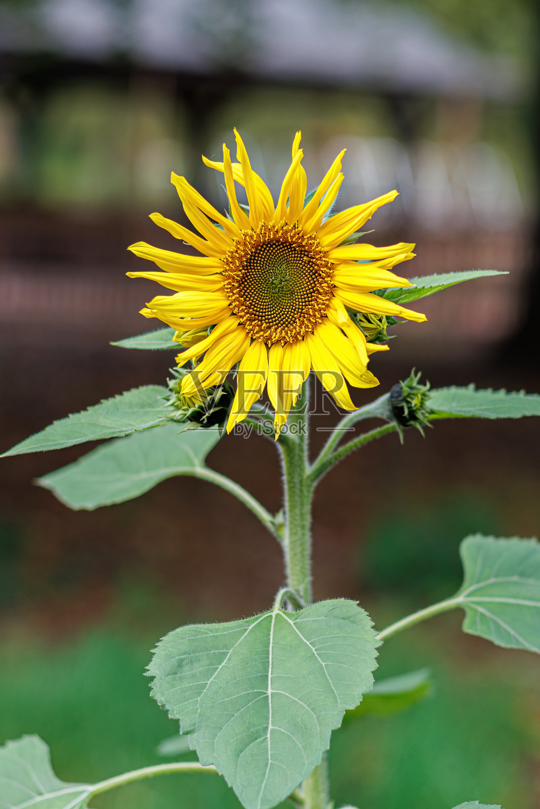 明亮的黄色开花向日葵，有棕色的花蕊和大的绿色叶子。漂亮的模糊背景。照片摄影图片