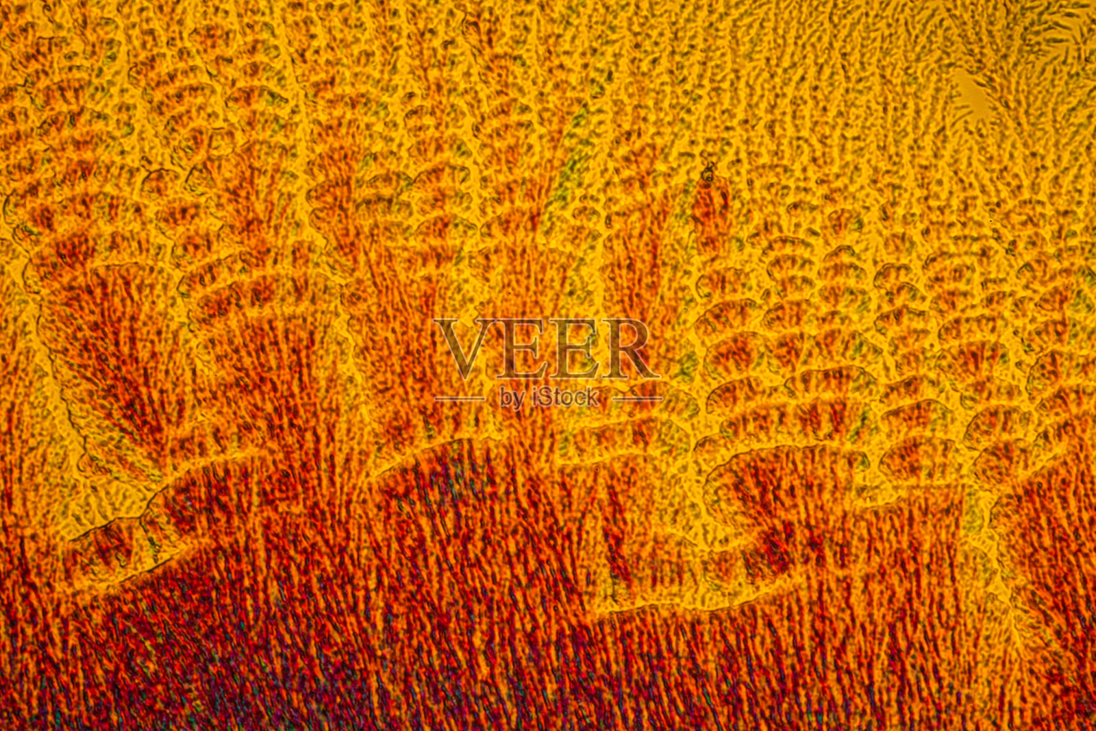 化学树，图片的晶体抗坏血酸，维生素C照片摄影图片