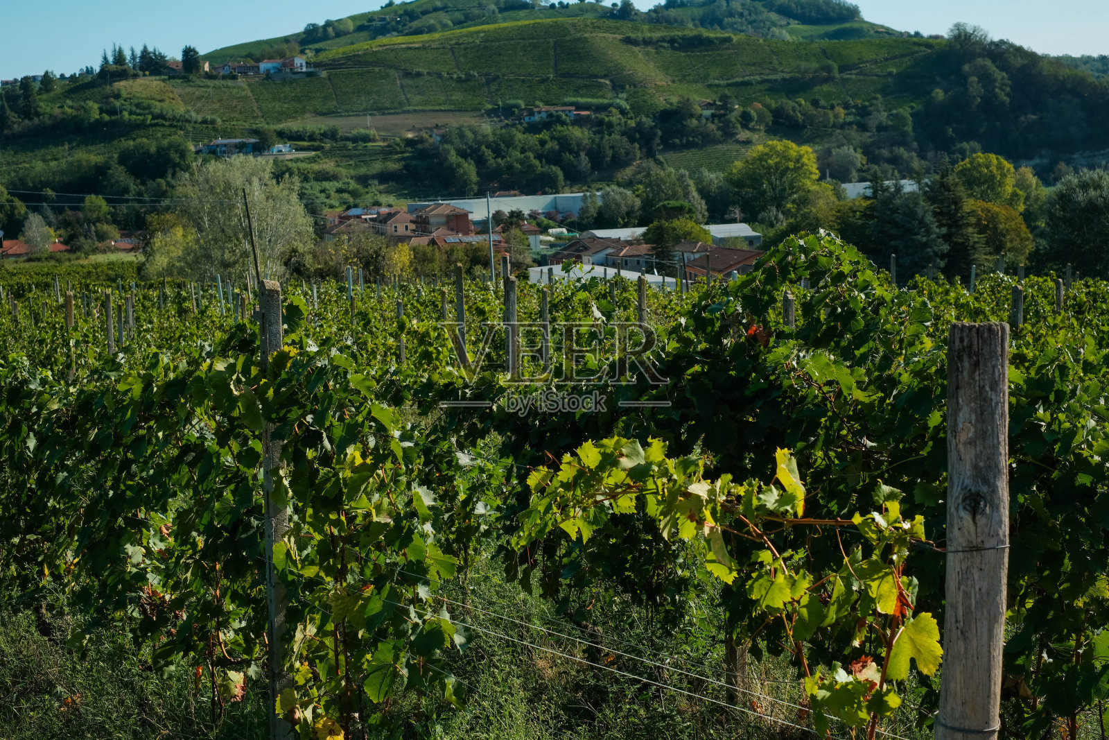 皮埃蒙特朗格葡萄园的风景，在收获的时候照片摄影图片