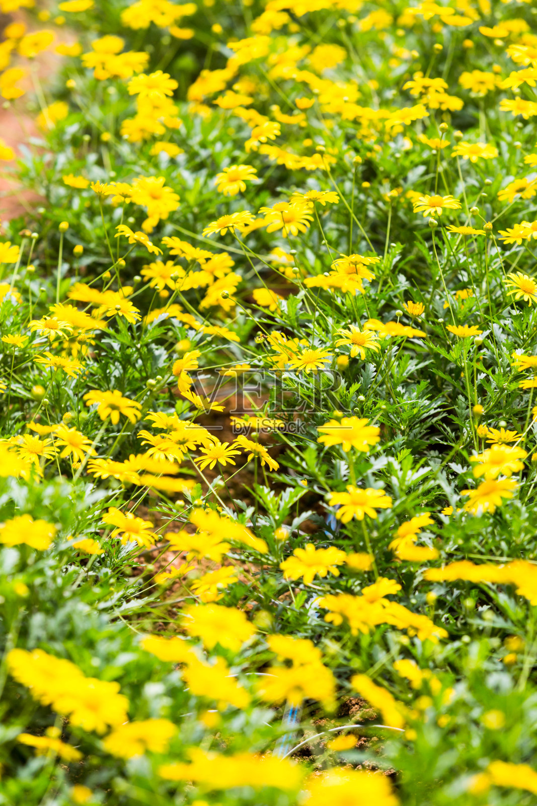 春天美丽的花景特写照片摄影图片