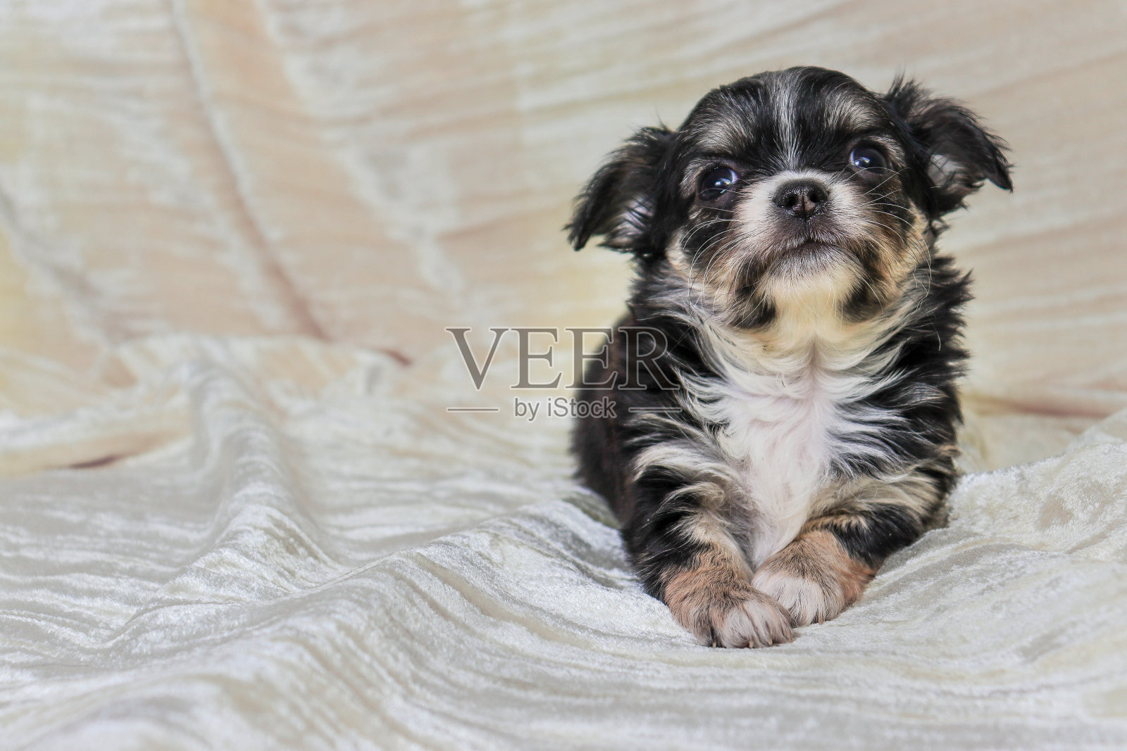 一只长毛狗，一只吉娃娃小狗，在盖着被子的床上摆姿势照片摄影图片