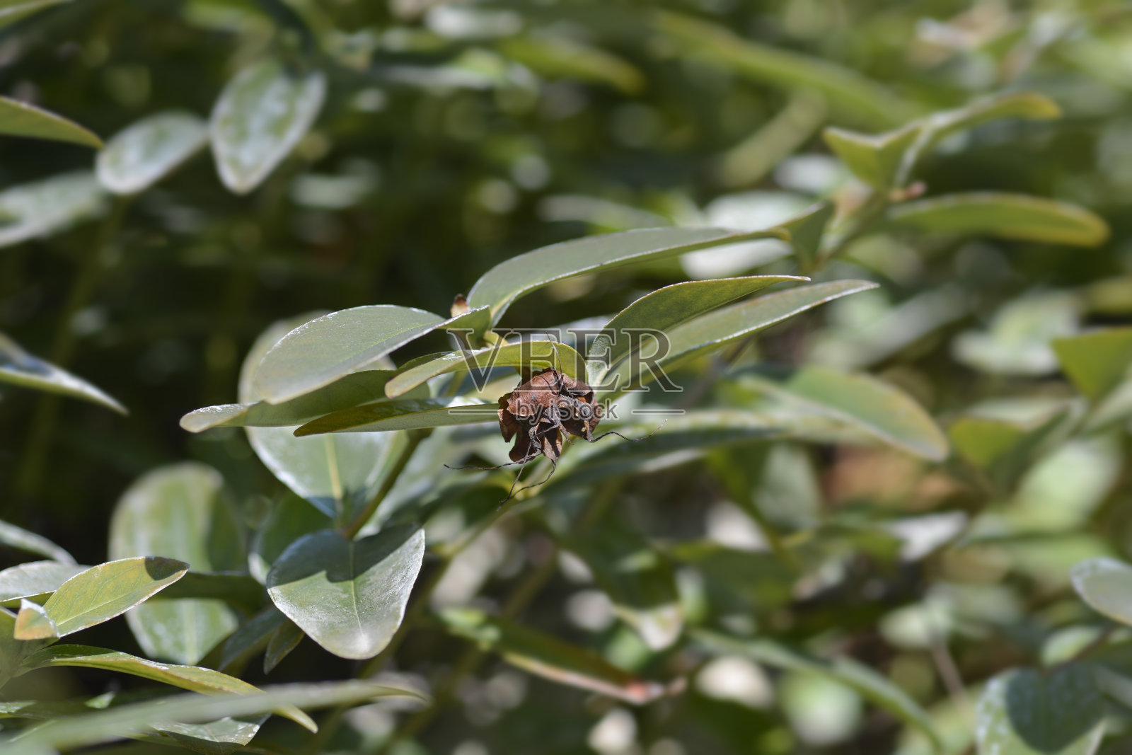 亚伦的胡子照片摄影图片