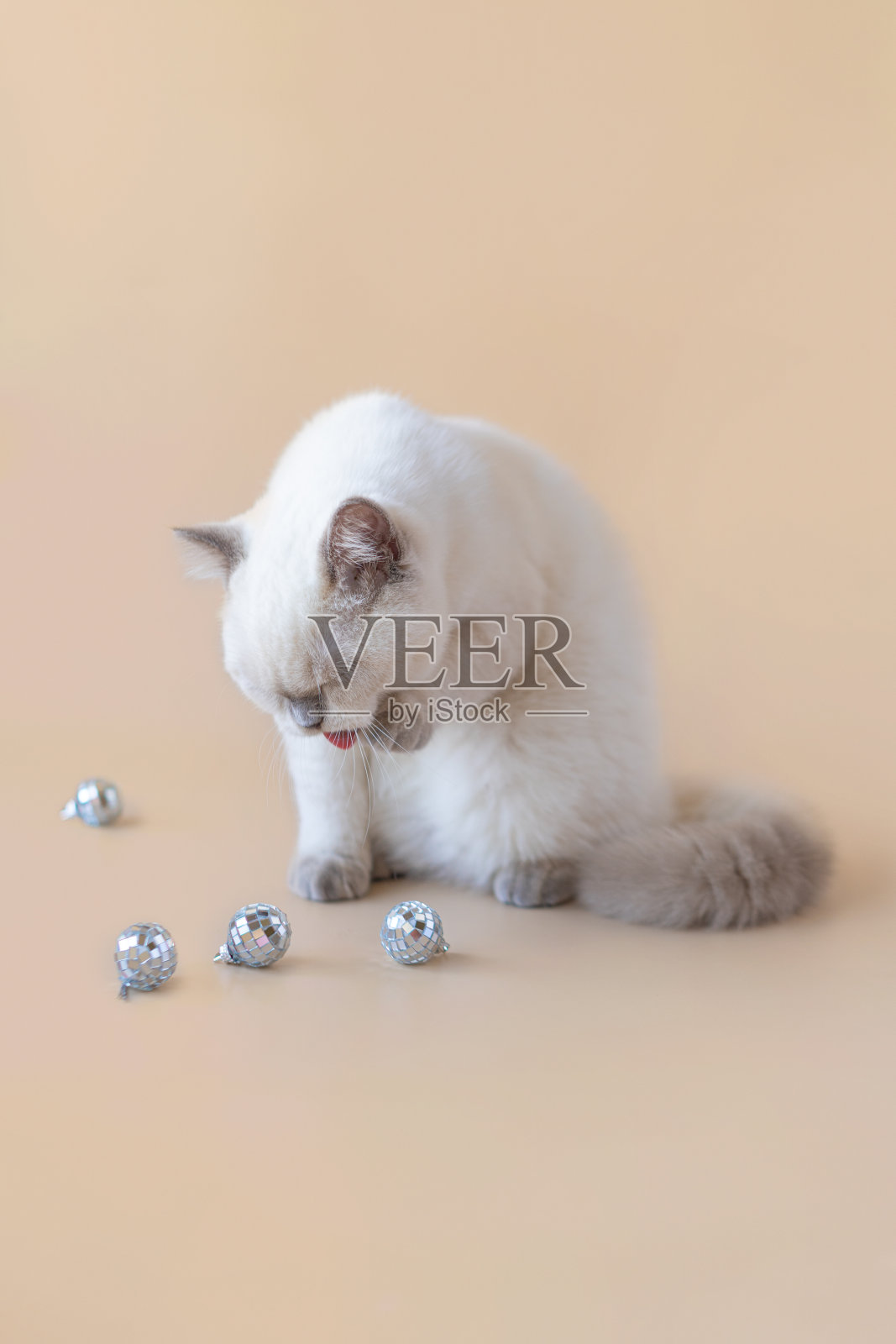 白色苏格兰小猫舔爪子接近圣诞球照片摄影图片