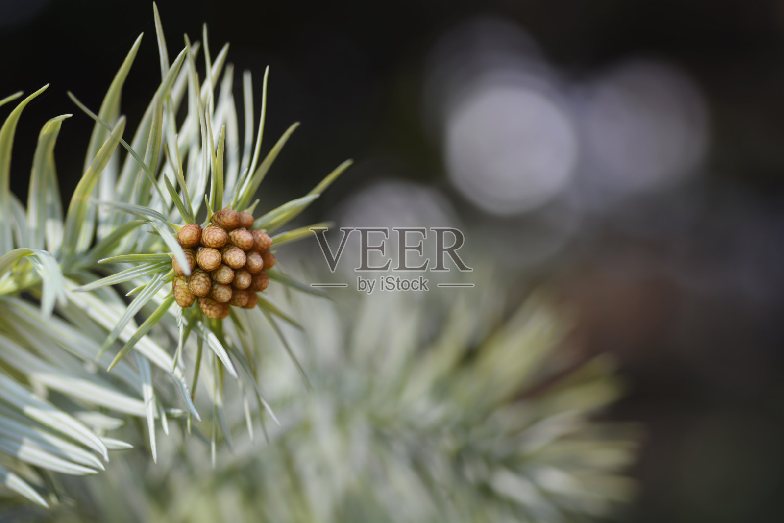 杉木照片摄影图片