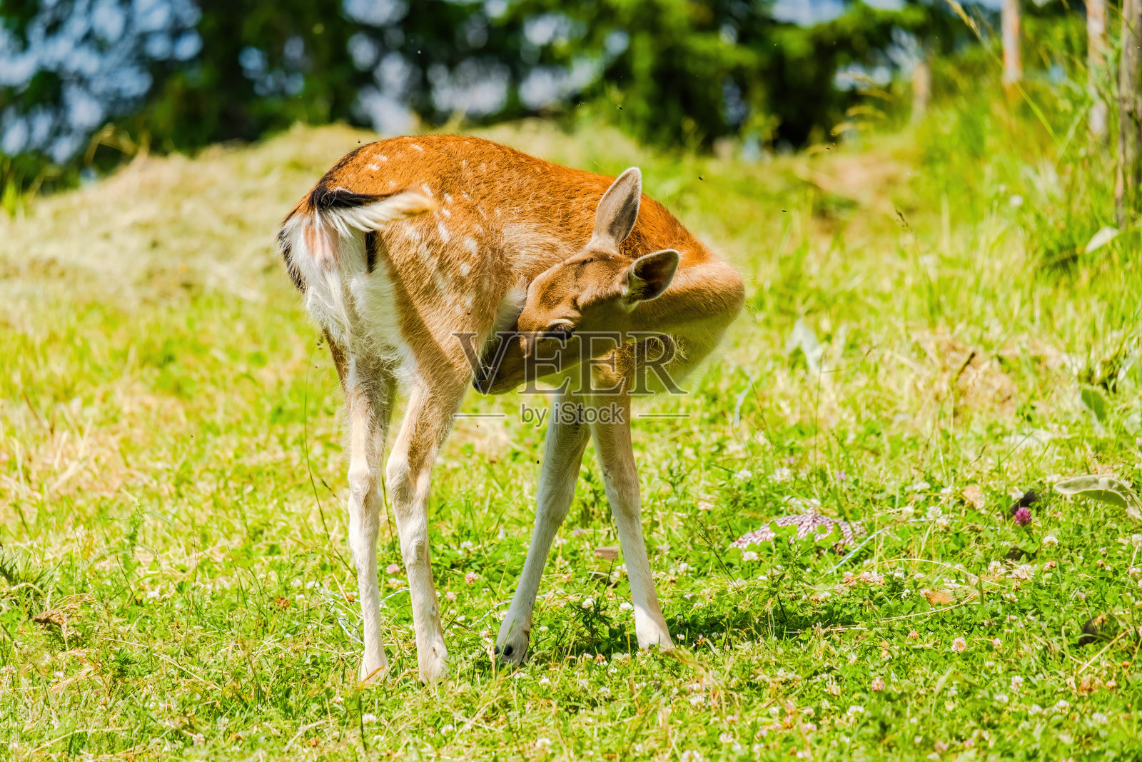 可爱的鹿在大自然中摆姿势，野生动物照片摄影图片