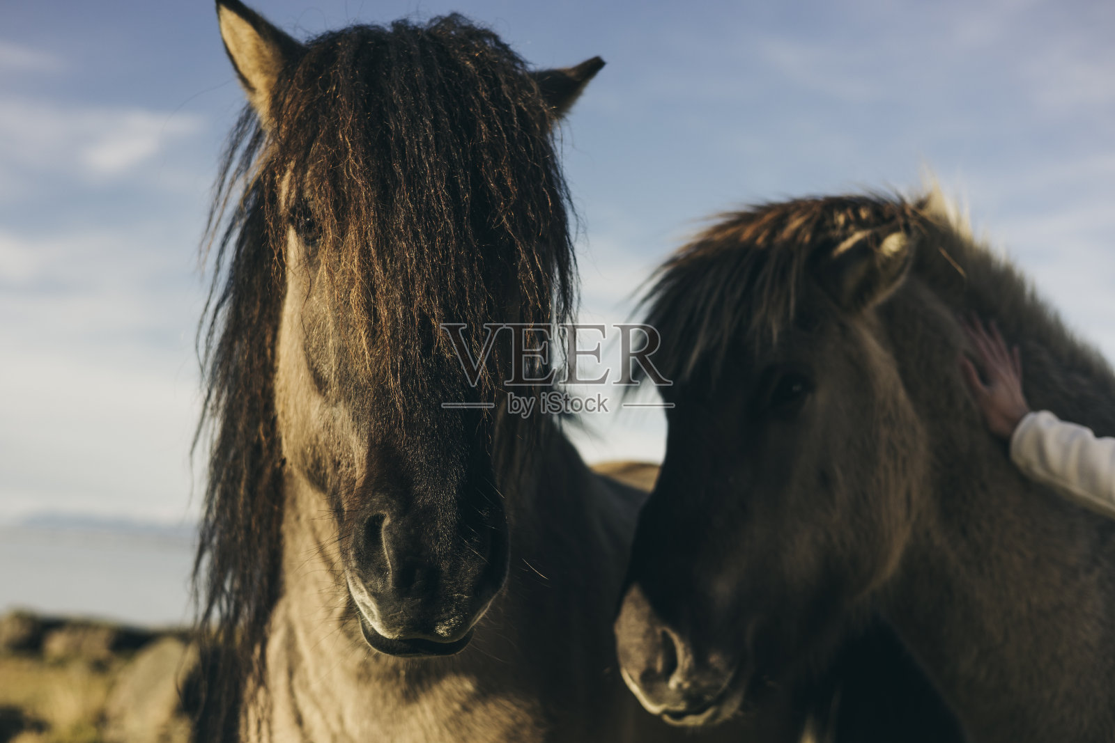 美丽的马在雄伟的景观。冰岛马。照片摄影图片