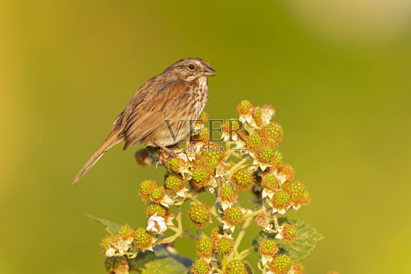 栖息在浆果丛上的麻雀。照片摄影图片