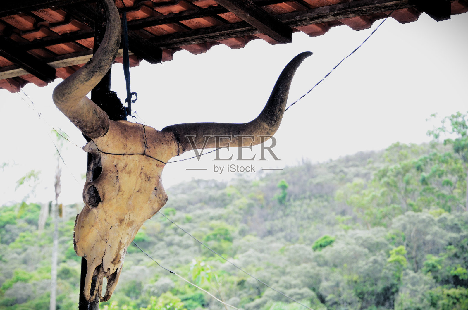 牛头盖骨挂在农场车库里照片摄影图片