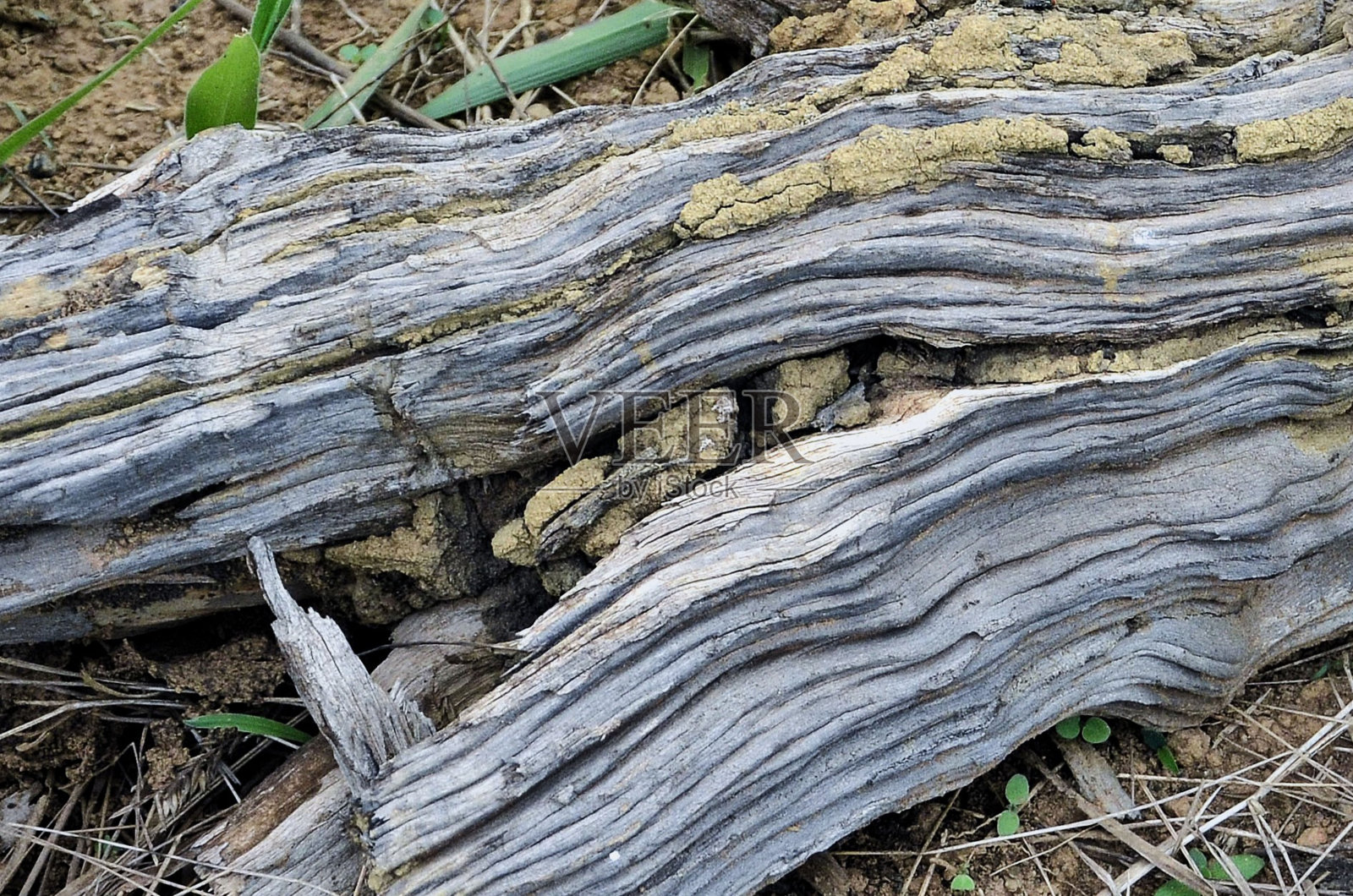 森林中干燥树干的纹理细节照片摄影图片
