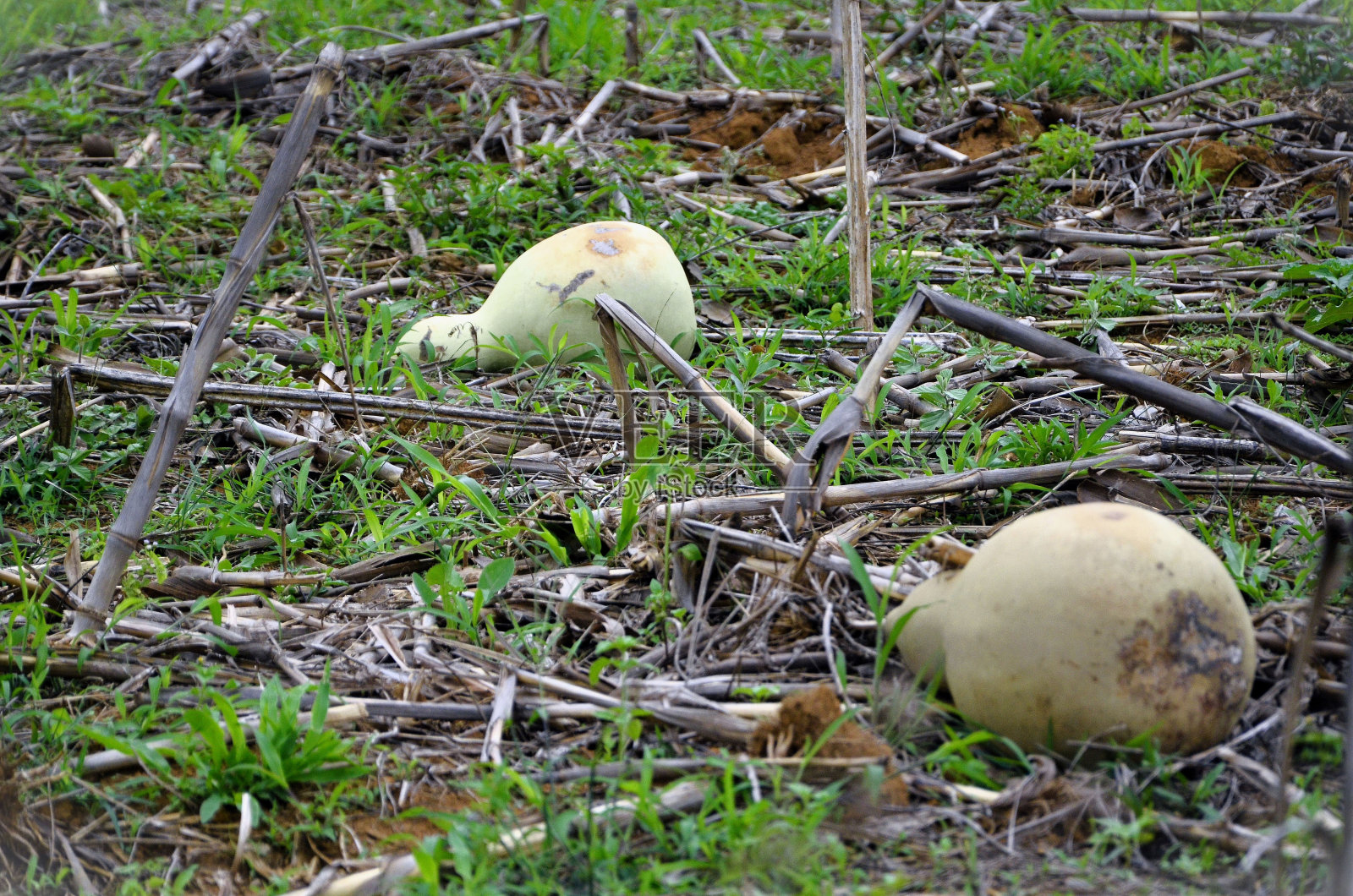 地上田野里长着两株绿色的木槿花照片摄影图片