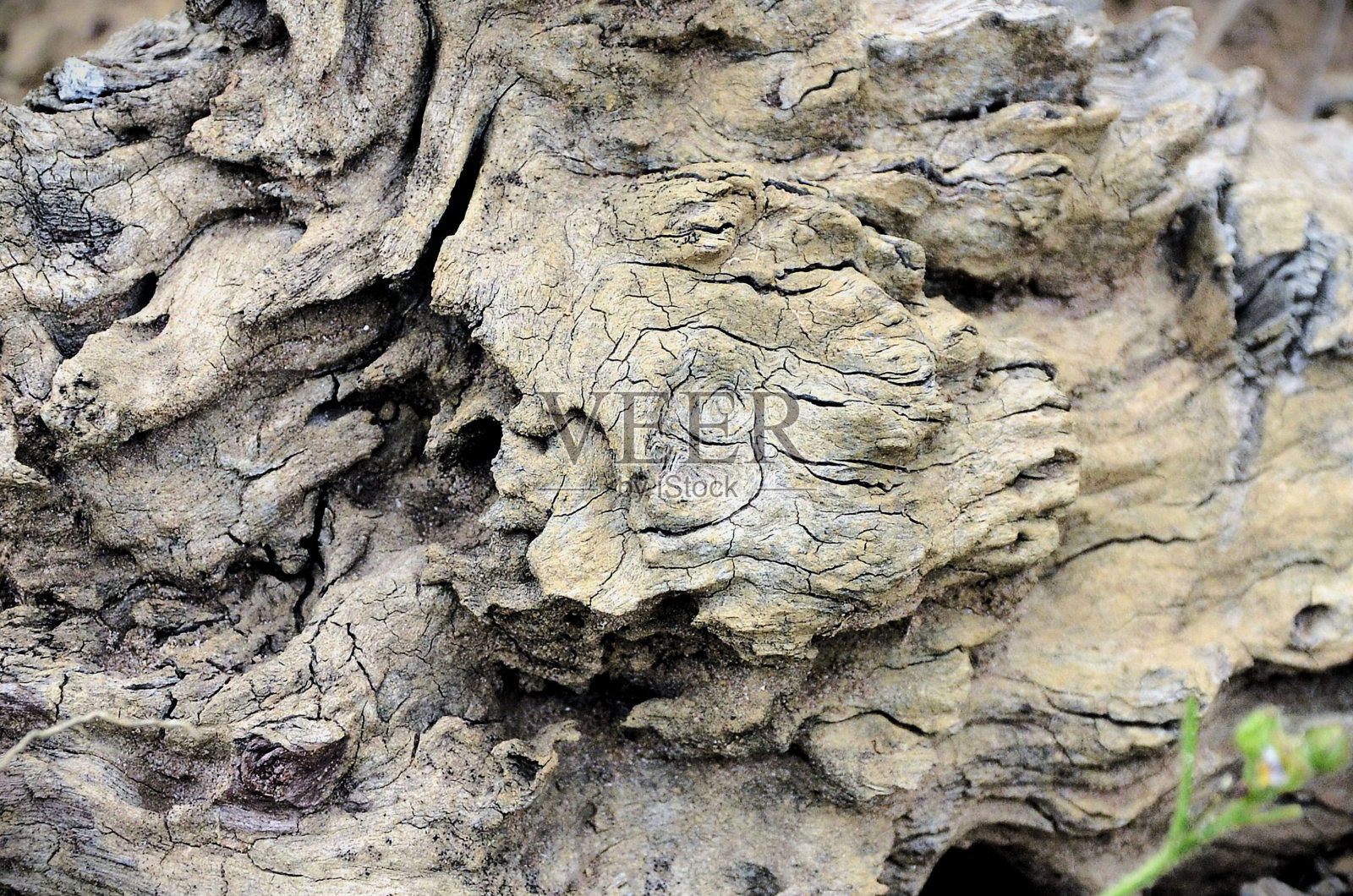 森林中干燥树干的纹理细节照片摄影图片