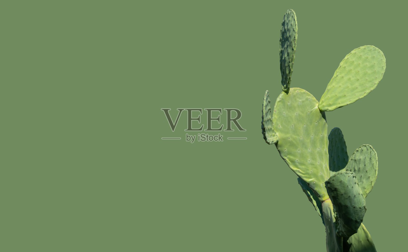 在绿色背景上分离的热带仙人掌植物。青翠的枝叶上有白色的粗点，扁平的枝叶。本空间照片摄影图片