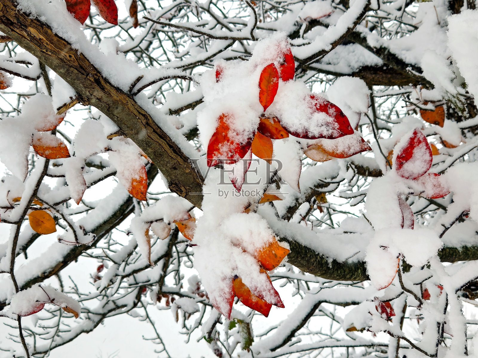 秋叶上的新雪照片摄影图片