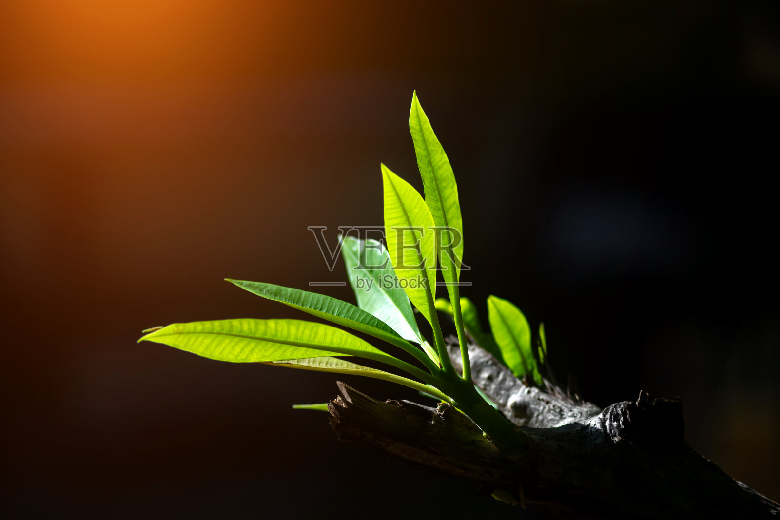 黑色背景上的绿色植物的近照，带有复制空间。照片摄影图片