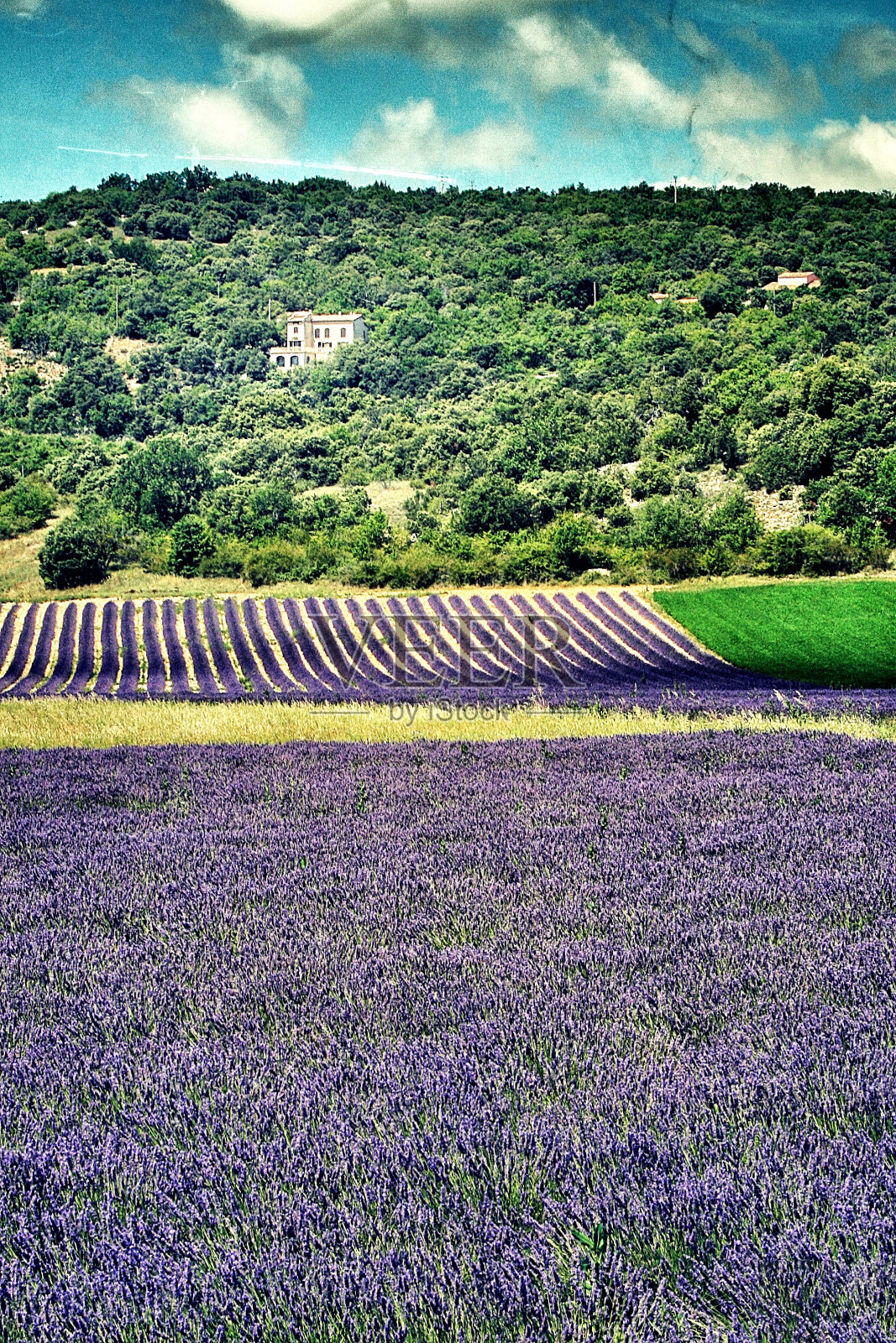 在Simiane la Rotonde #05的薰衣草田里照片摄影图片