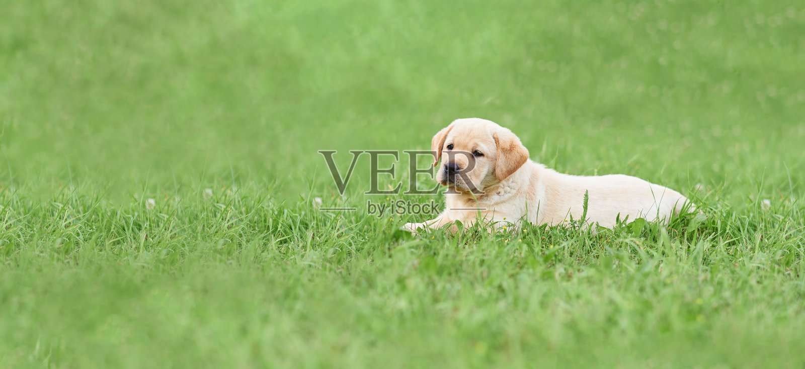 一只拉布拉多犬躺在绿草地上。背景模糊。带复印空间的照片。照片摄影图片