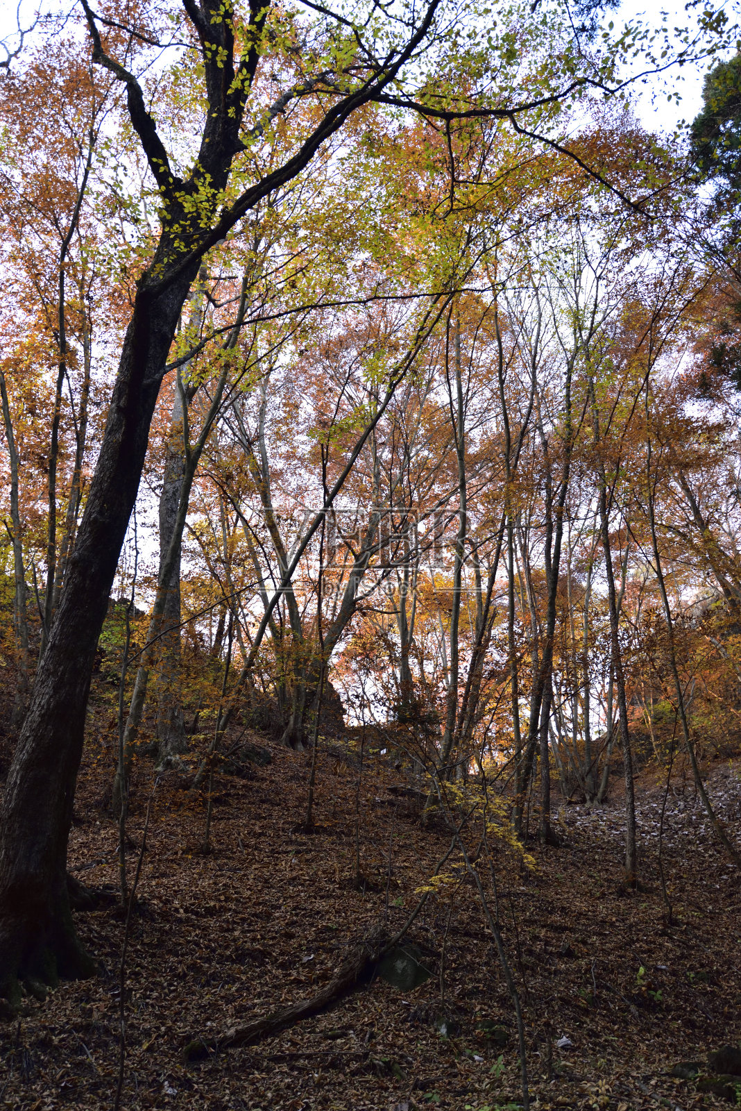 攀登岩壁山，群马县，日本照片摄影图片