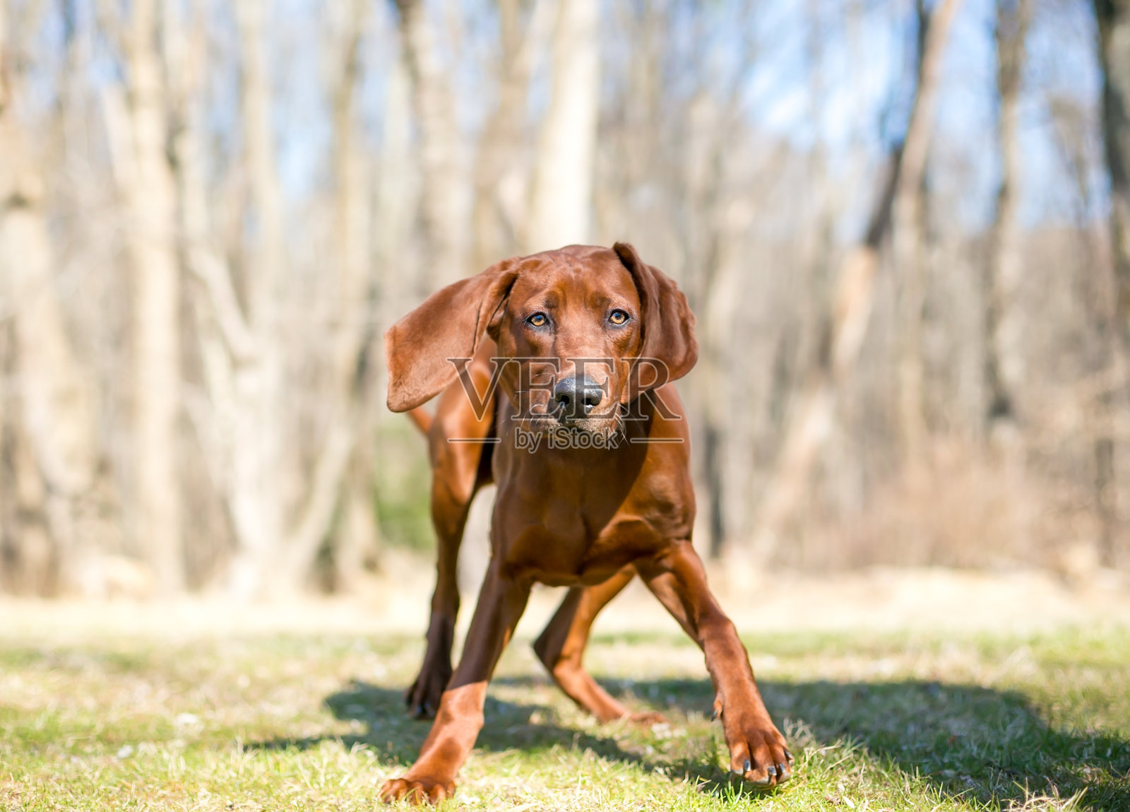 一只顽皮的比兹拉混血狗照片摄影图片