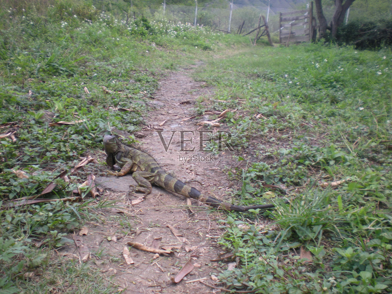 一条土路旁边草丛里的蜥蜴照片摄影图片