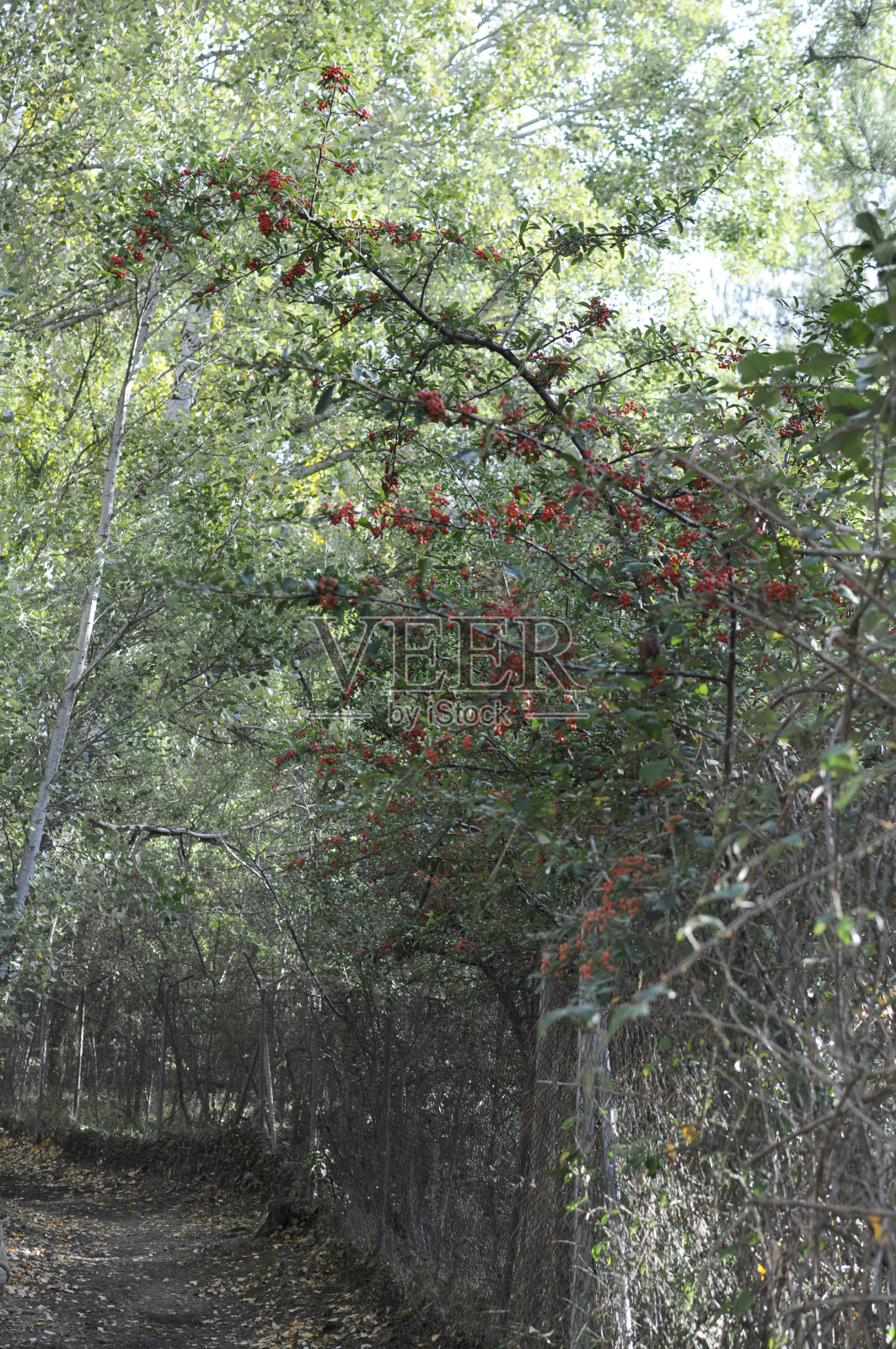 山路上有绿树环绕照片摄影图片