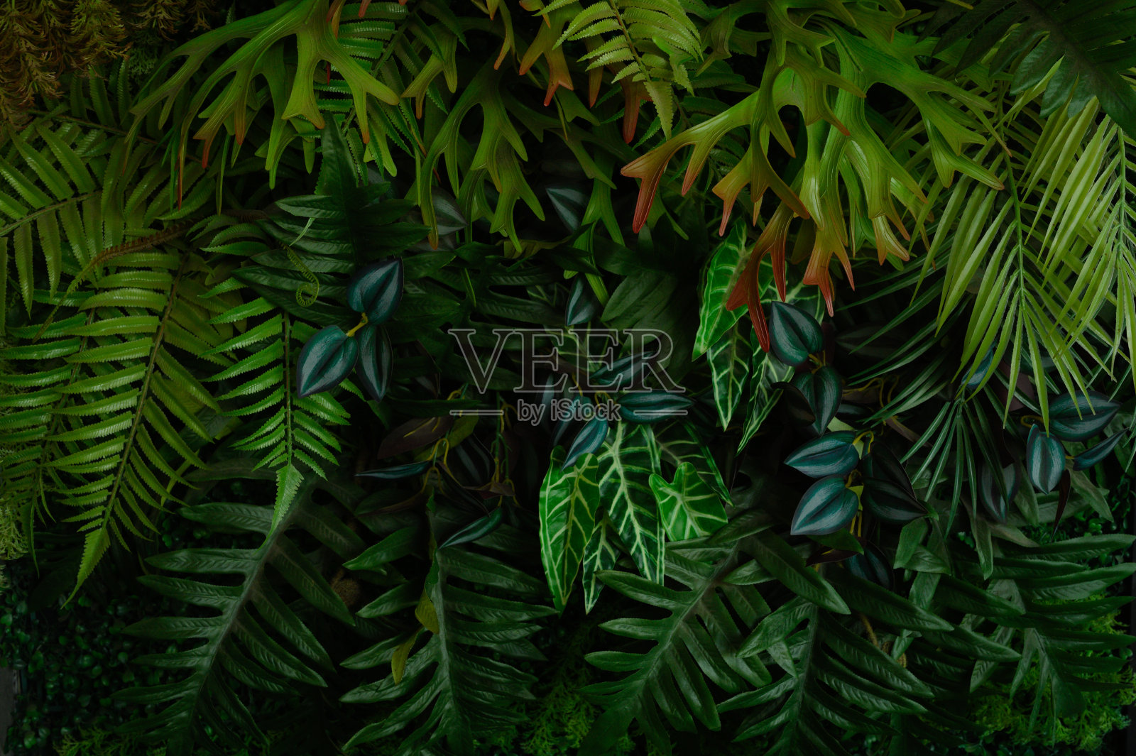 热带树叶，抽象绿叶纹理，自然背景照片摄影图片