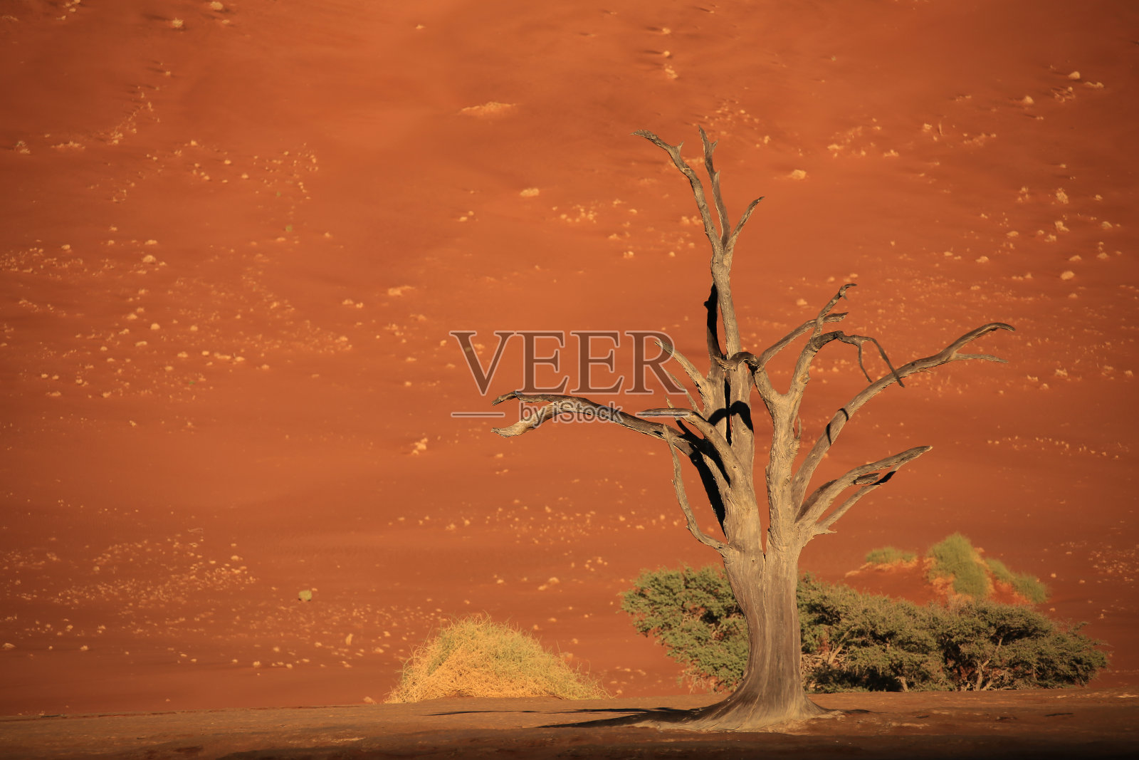 死树在Deadvlei照片摄影图片