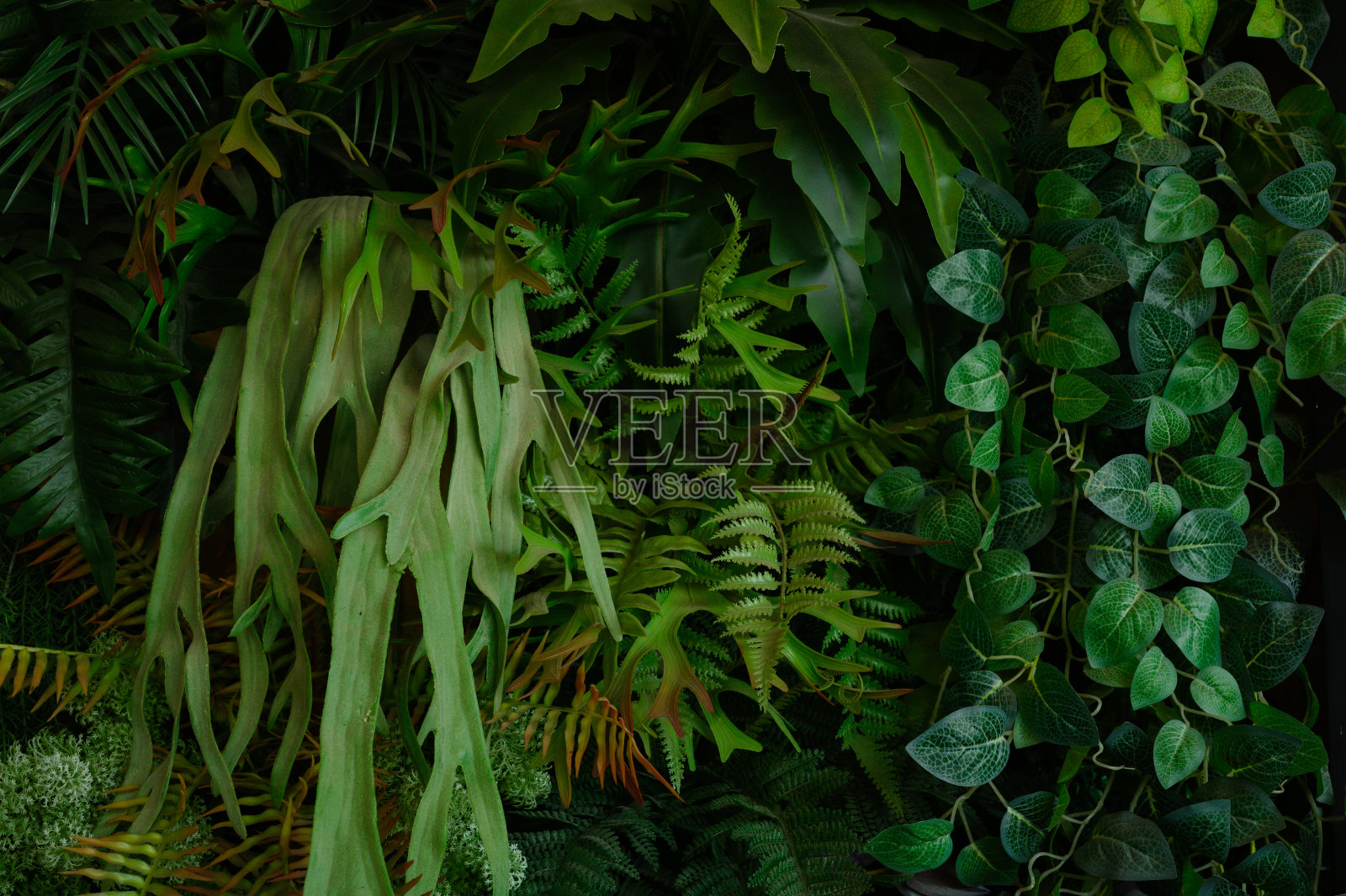 热带树叶，抽象绿叶纹理，自然背景照片摄影图片