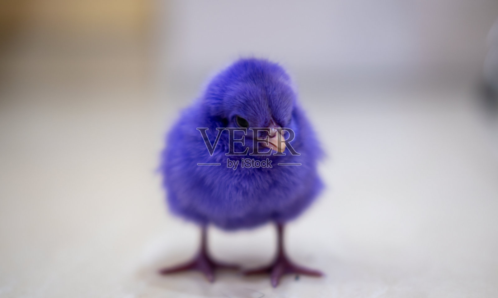 一只背景模糊的蓝色小鸡的肖像照片摄影图片