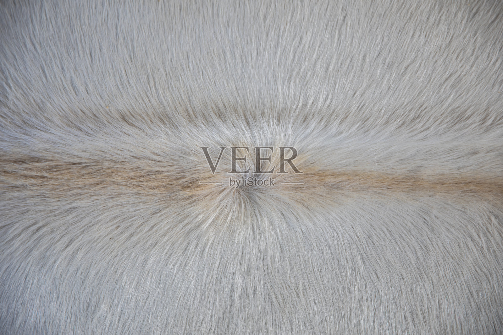 白牛皮躺在地板上照片摄影图片